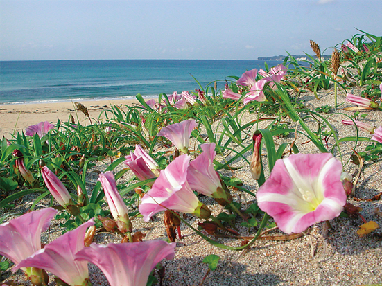 海浜植物